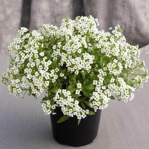 Yellow Alyssum Flower Seeds – Heirloom, Non-GMO, High Germination Organic Garden Seeds for Planting