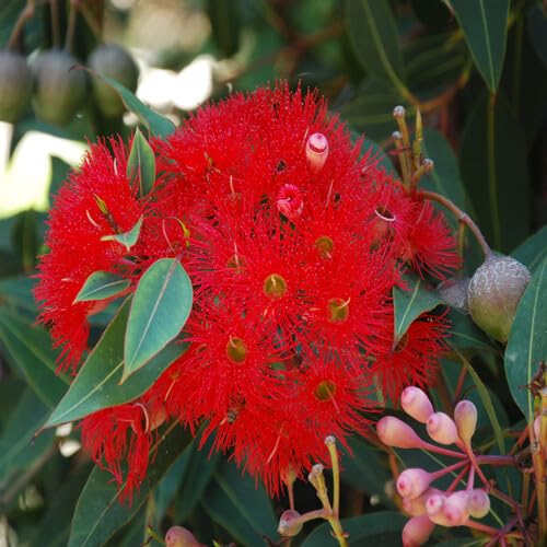 Red Corymbia Ficifolia Flower Seeds – Heirloom, Non-GMO, High Germination Organic Garden Seeds for Planting