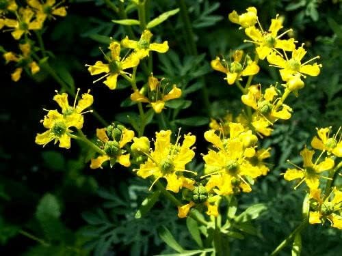 Yellow Rue herb seeds