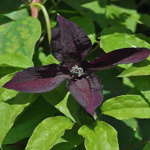 Schwarze Clematis Blumensamen – Heirloom, gentechnikfrei, hochkeimende Bio-Gartensamen zum Pflanzen