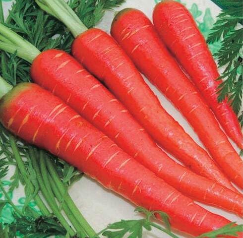 Red Carrot Seeds – Heirloom, Non-GMO, High Germination Organic Garden Seeds Planting