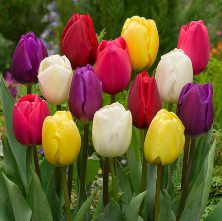 Mixed Tulip Flower Seeds – Heirloom, Non-GMO, High Germination Seeds