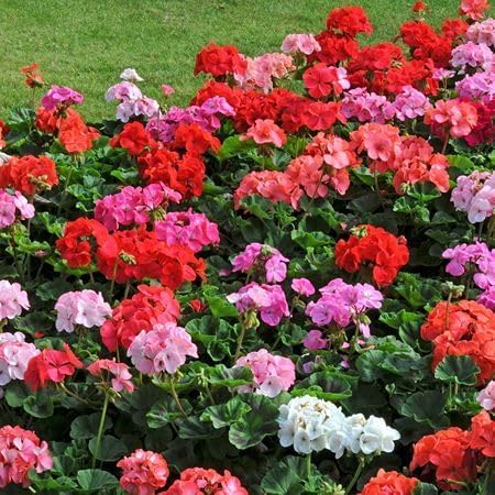 mixedgeraniumflowerheirloomnongmo flower seeds