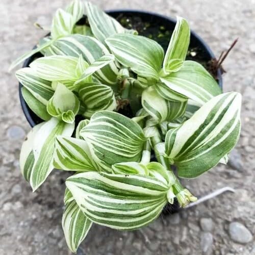 tradescantia heirloom non-gmo seeds