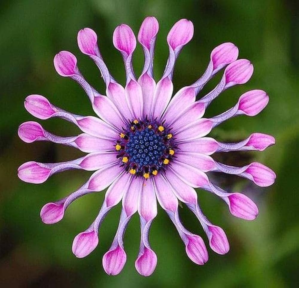purple osteospermum flower seeds