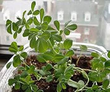 Green Methi herb seeds