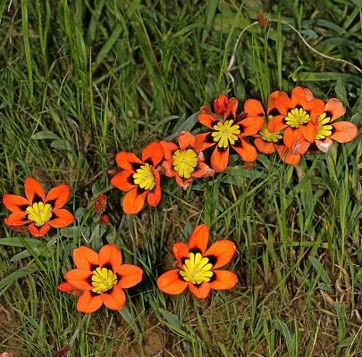 Orange Sparaxis Flower Seeds – Heirloom, Non-GMO, High Germination Seeds
