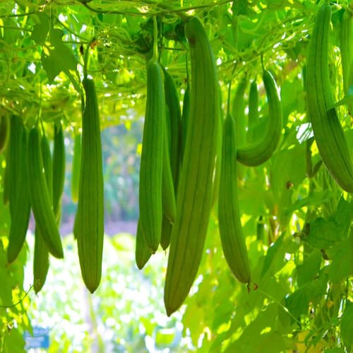 Luffa Gourd Green Seeds – Heirloom, Non-GMO, High Germination Organic Garden Seeds Planting