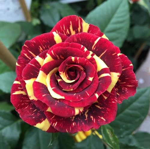 Red Yellow Rose Flower Seeds – Heirloom, Non-GMO, High Germination Seeds for Planting