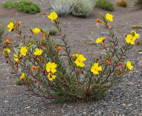 Yellow Oenothera Odorata Flower Seeds – Heirloom, Non-GMO, High Germination Organic Seeds