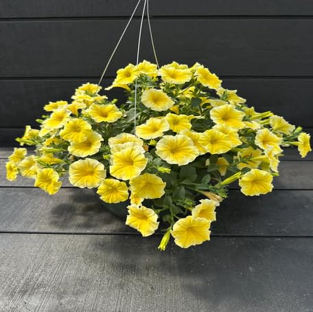 Yellow Hanging Petunia Flower Seeds – Heirloom, Non-GMO, High Germination Organic Garden Seeds for Planting