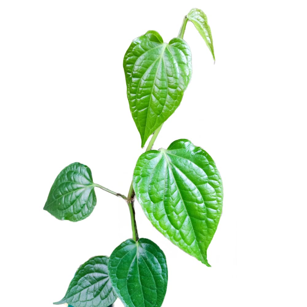 Green Piper herb seeds