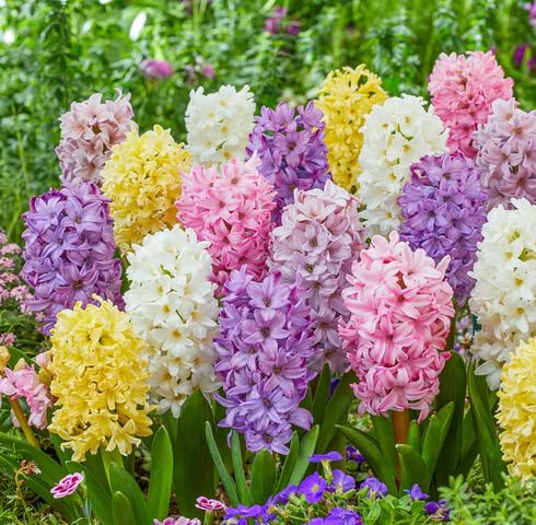 Mixed Hyacinth Flower Seeds – Heirloom, Non-GMO, High Germination Seeds