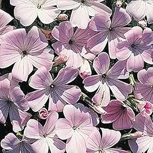 pink pink flower seeds