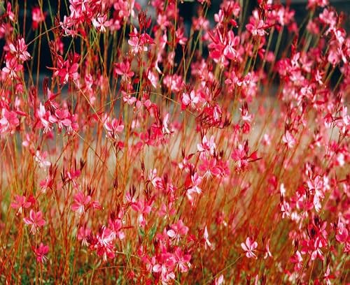 Perennial Guara Flower Seeds Red for Planting – Heirloom Non-GMO Organic Garden Seeds High Germination