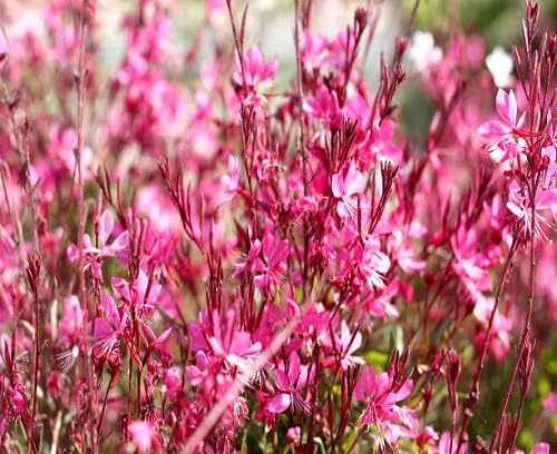 Perennial Guara Flower Seeds Pink – Heirloom, Non-GMO, High Germination Organic Garden Seeds for Planting Seeds for Planting