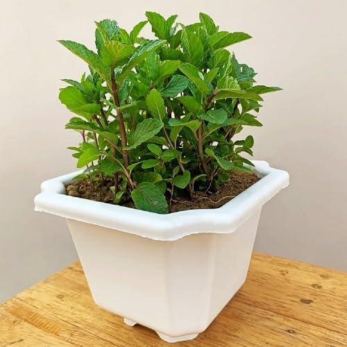 Green Mint Plant Seeds Heirloom Non-GMO High Germination Organic Garden Seeds for Planting