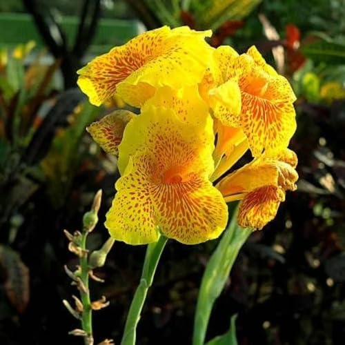 Yellow Canna Edulis Flower Seeds – Heirloom, Non-GMO, High Germination Organic Garden Seeds