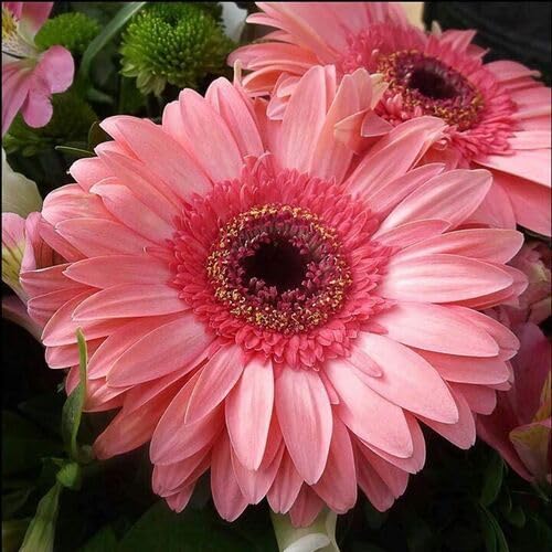 giantdaisyflowerpinkheirloomnongmo flower seeds