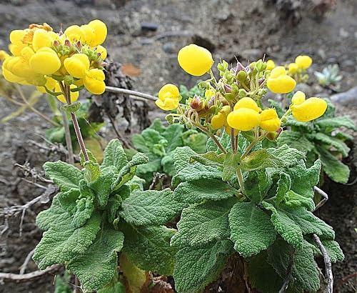 Yellow Calceolaria Slipper Flower Seeds – Heirloom Non-GMO High Germination Organic Seeds