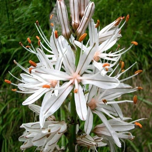 White Asphodelus Flowers Seed – Heirloom, Non-GMO, High Germination Organic Garden Seeds for Planting