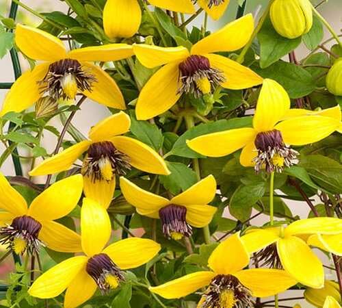 Yellow Tangutica Flower Seeds Heirloom Non-GMO High Germination Organic Garden Seeds