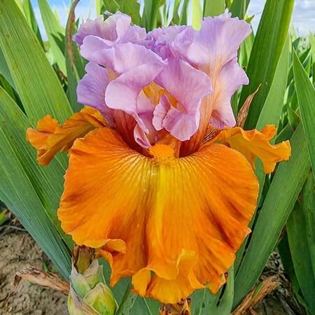 Bart-Iris Blumensamen – Alte Sorte, gentechnikfrei, hohe Keimfähigkeit, Bio-Gartensamen zum Pflanzen