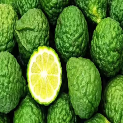 Green Bergamot Seeds Heirloom Non-GMO High Germination Organic Garden Seeds for Planting