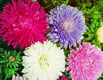 mixasterflowerheirloomnongmo flower seeds