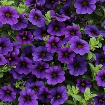 deepbluepetuniaflowerheirloomnongmo flower seeds