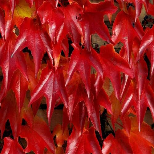 red boston flower seeds