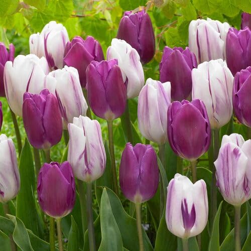 Purple White Tulip Flower Seeds for Planting – Heirloom, Non-GMO, High Germination