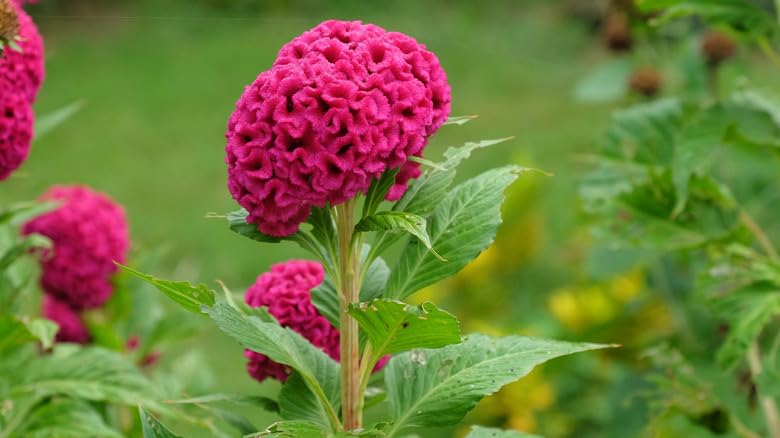 Dark Pink Cockscomb Flower Seeds – Heirloom, Non-GMO, High Germination Garden