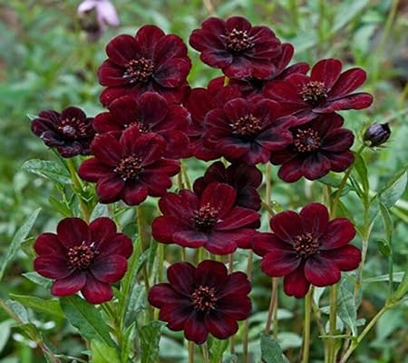 cosmos flower flower seeds