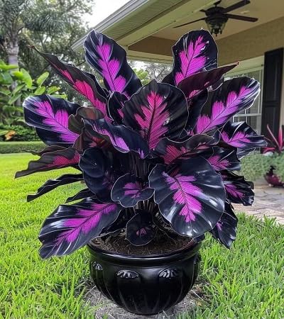 Purple Black Caladium Seeds – Heirloom, Non-GMO, High Germination Organic Garden Seeds, Seeds for Planting