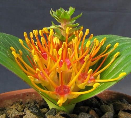 Yellow Red Daubenya Marginata Flower Seeds – Heirloom Non-GMO High Germination Organic
