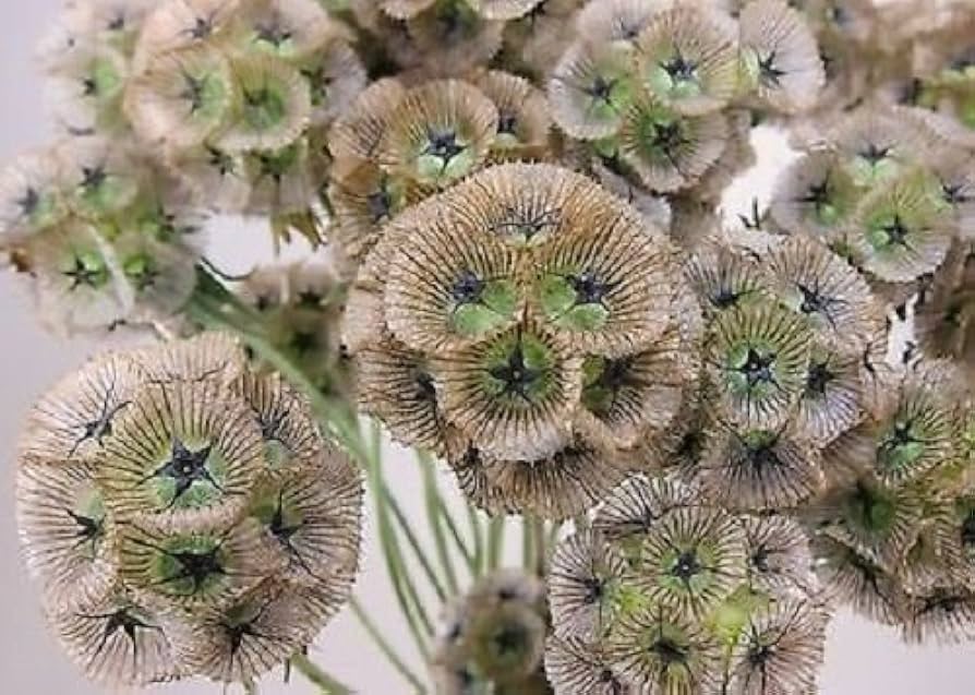 starflower for flower seeds