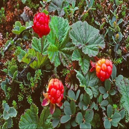 Cloudberry Seeds – Heirloom, Non-GMO, High Germination Organic Garden Seeds