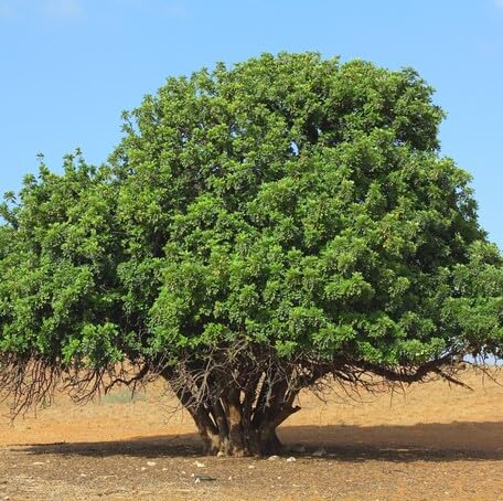 green carob flower seeds