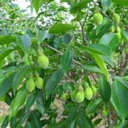 green chinese flower seeds
