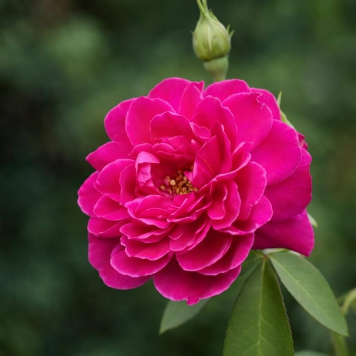 Dark Pink Damask Rose Flower Seeds – Heirloom, Non-GMO, High Germination