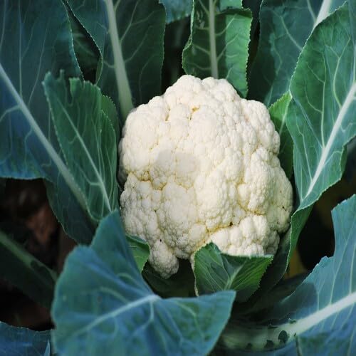 White Cauliflower Seeds – Heirloom, Non-GMO, High Germination Organic Garden Seeds Planting