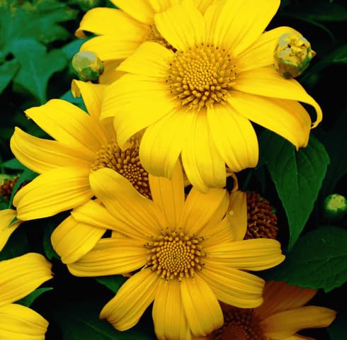 Yellow Rotundifolia Flower Seeds Heirloom Non-GMO High Germination Organic Garden Seeds for Planting