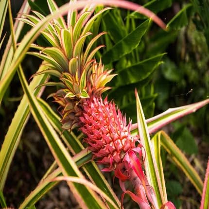 Pineapple Seeds Red – Heirloom, Non-GMO, High Germination Organic Garden Seeds