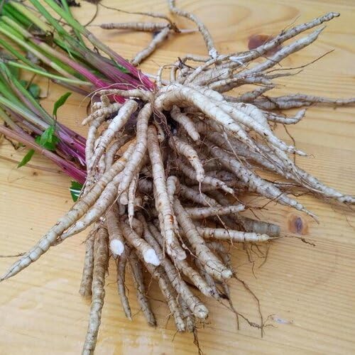 White Skirret Seeds Heirloom Non-GMO High Germination Organic Garden Seeds for Planting