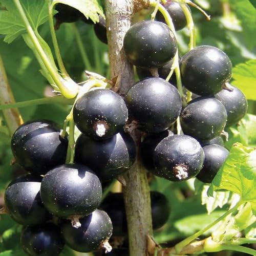 Black Ribes Seeds Heirloom Non-GMO High Germination Organic Garden Seeds for Planting