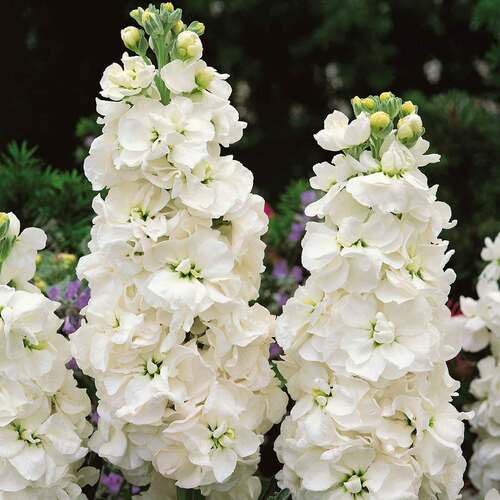 white matthiola flower seeds