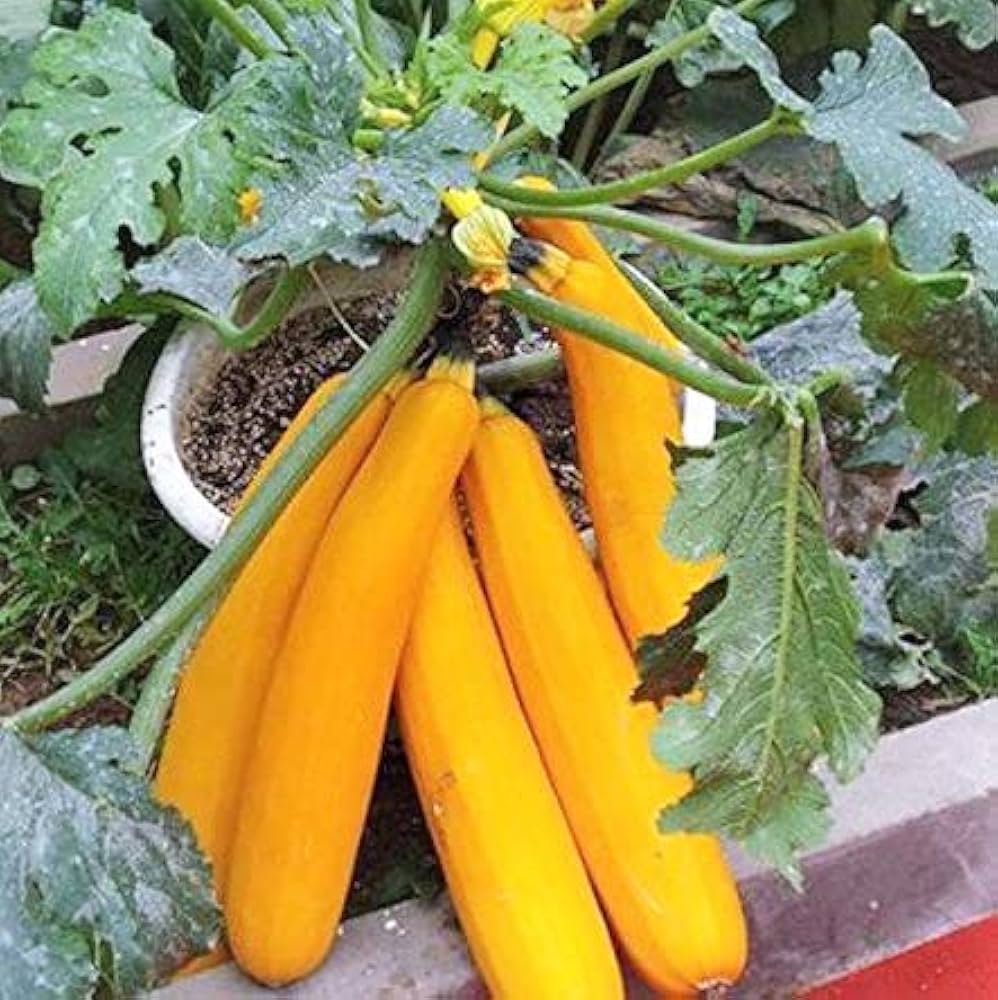 spaceship squash flower seeds