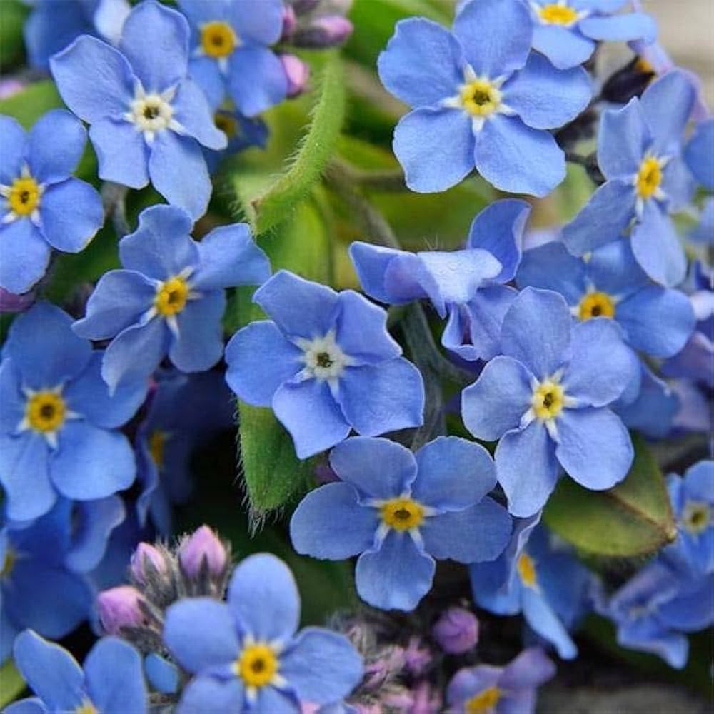 forget me flower seeds