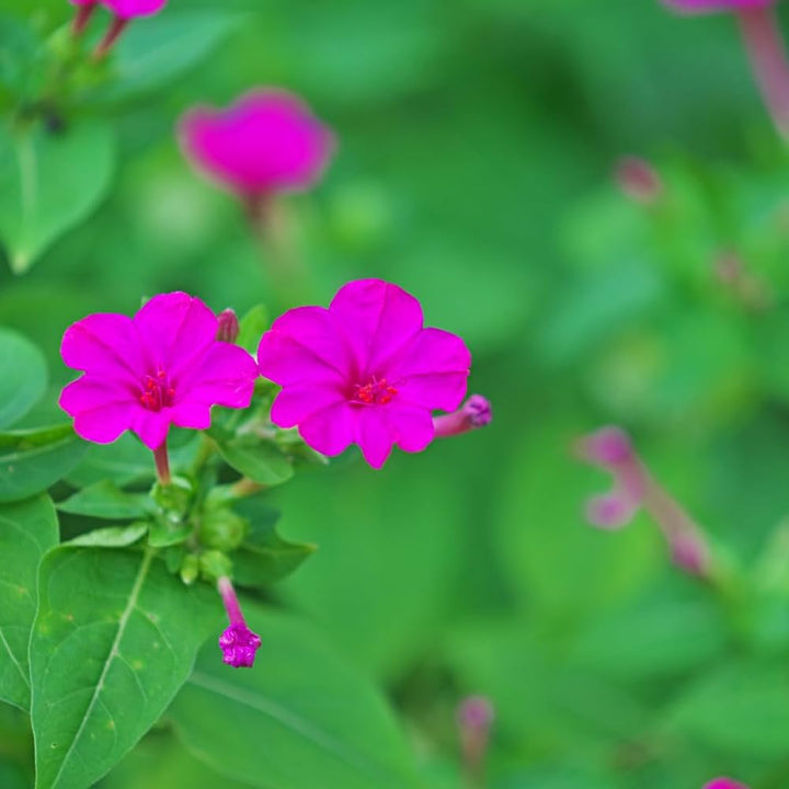 Semillas de Flor Mutisia Ilicifolia Rosa - Variedad Tradicional, No Modificadas Genéticamente, Semillas Orgánicas de Jardín de Alta Germinación para Sembrar